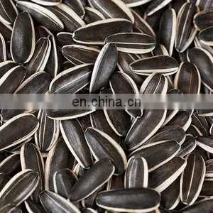 Argentina sunflower high oil seeds