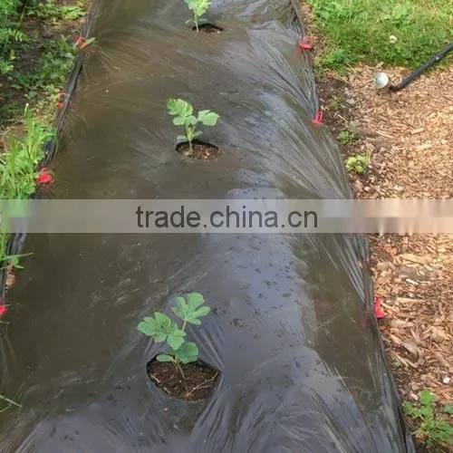 clear mulch film in rolls,plants growing anti weed film,LLDPE mulching film