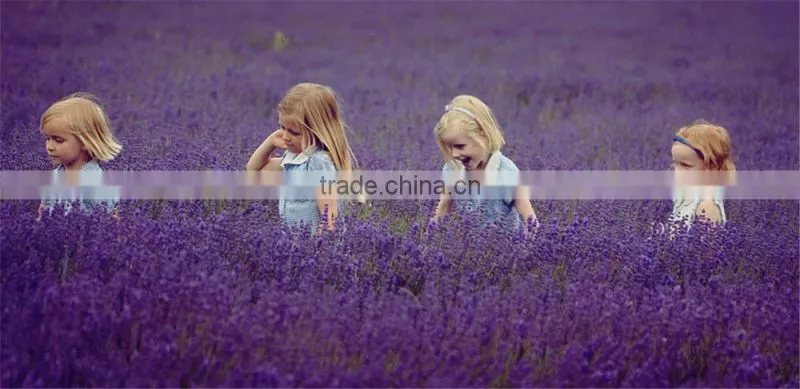 100 pure natural Lavandin Grosso essential oil