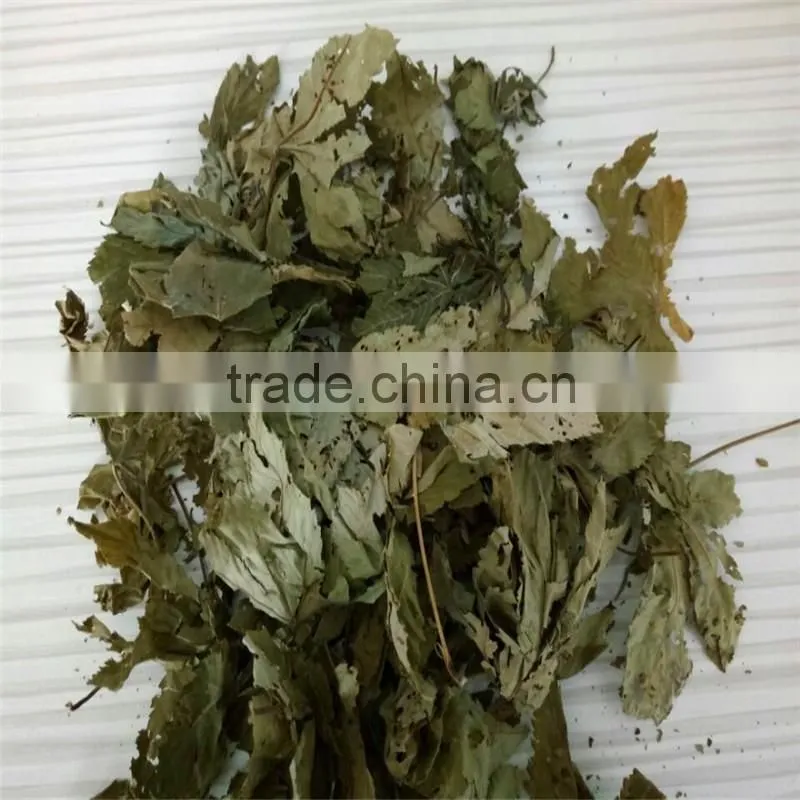 Health Tea Sweet Tea Extract Rubusoside Sweet Tea Leaf