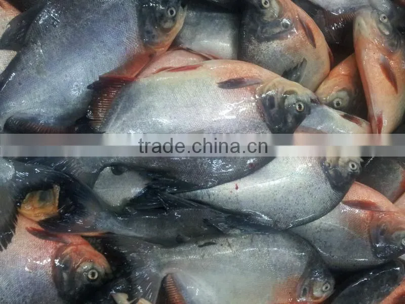 Frozen Pacu fish