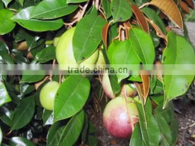 Viet Nam chrysophyllum cainino