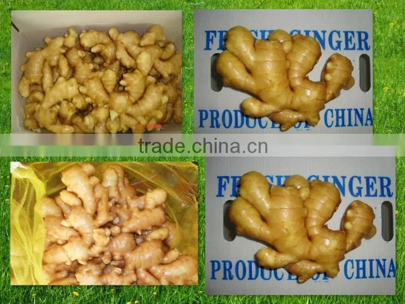 New Crop fresh air dry bags yellow ginger(2012)
