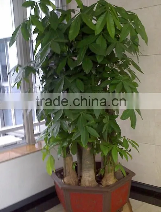 Pachira macrocarpa of indoor outdoor ornamental bonsai plants