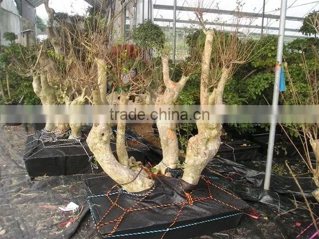 Lagerstroemia indica L.