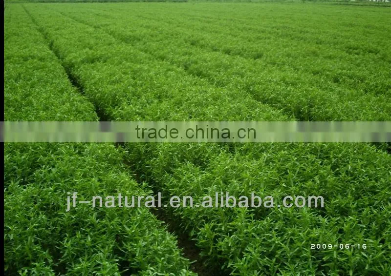 100% natural china stevia leaf extract ISO, GMP, HACCP, KOSHER, HALAL certificated