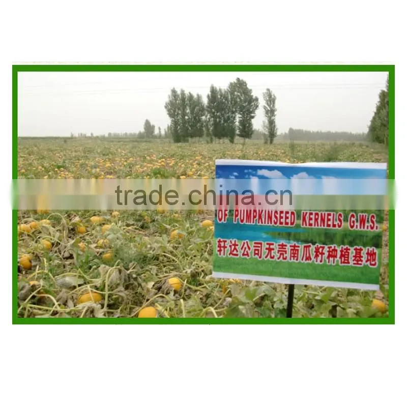 chinese inner mongolia new shine skin pumpkin seeds