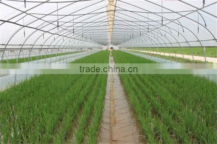plastic & poly tunnel greenhouse/factory price