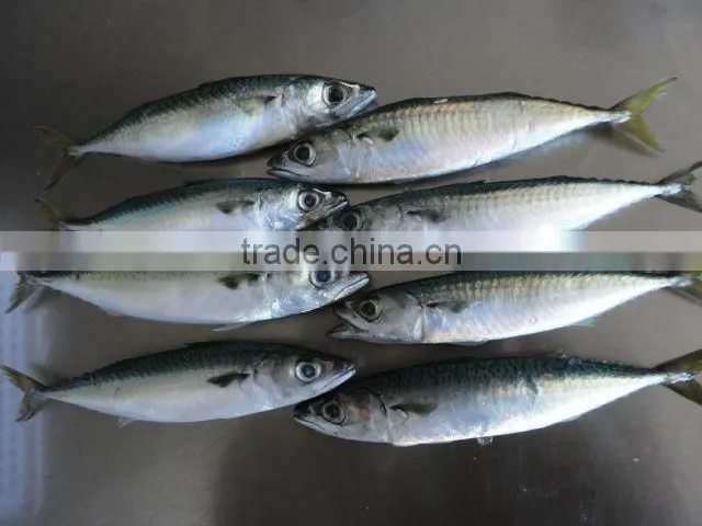 frozen pacific blue mackerel