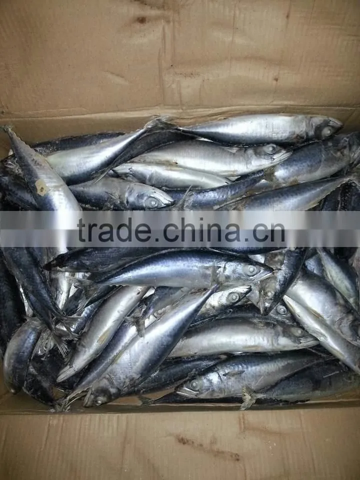 Lighting Caught Frozen Scomber Japonicus FAO61 Pacific Mackerel Fish