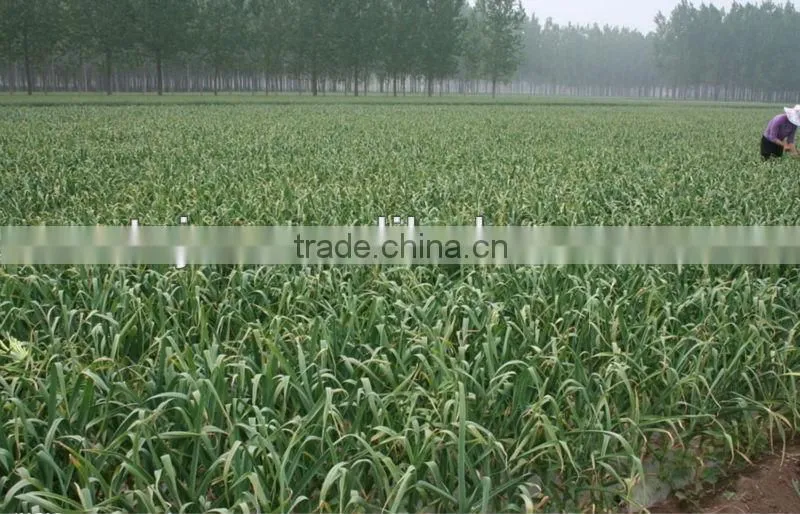 chinese new garlice price