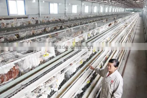 large span IE BV SGS certificate light steel structure pourly house chicken animal sheld