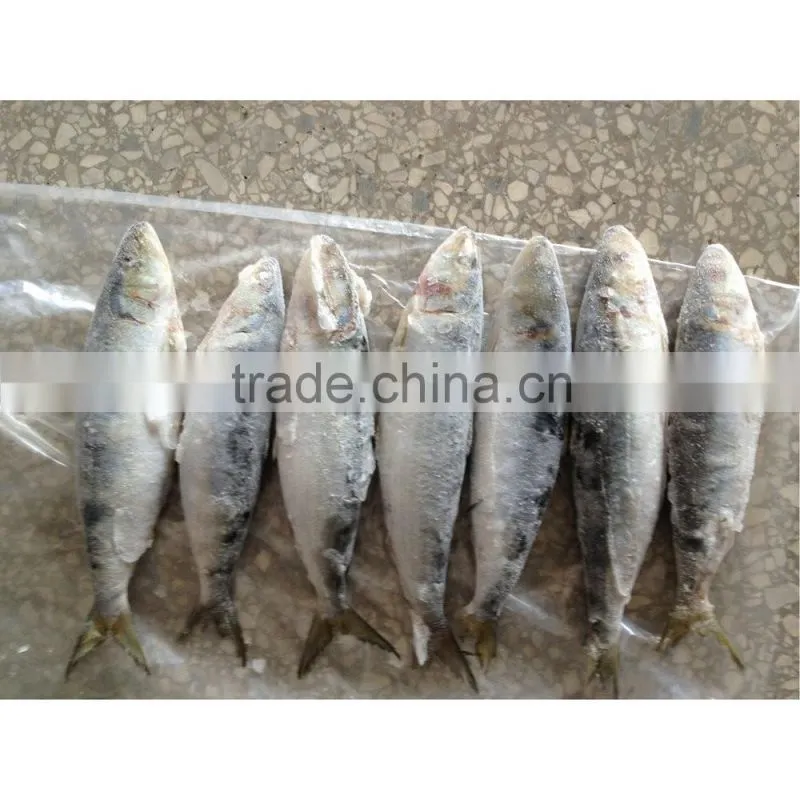 Light catch fresh frozen sardines on sale
