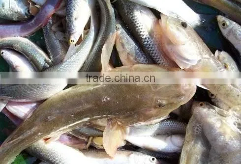Canned Seafoods Chinese Canned Sardines