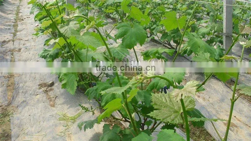 UV protect anti fog Transparent Coextruded PE Cover Film PE mulch film for grape greenhouse