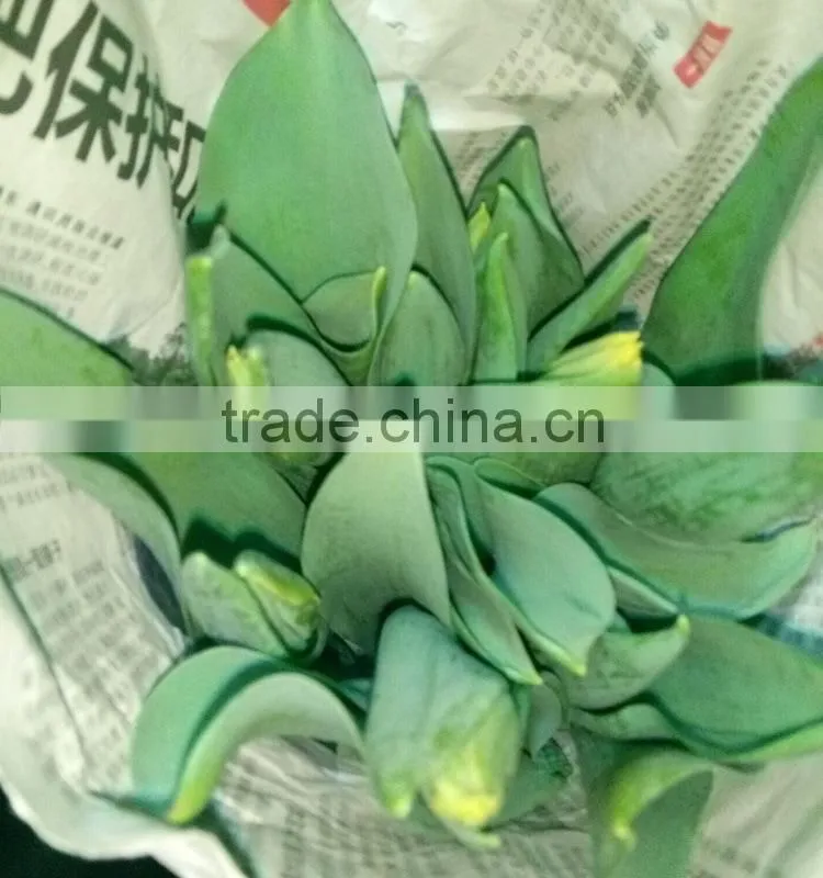 Fashion hot sale yellow tulip fresh cut flowers