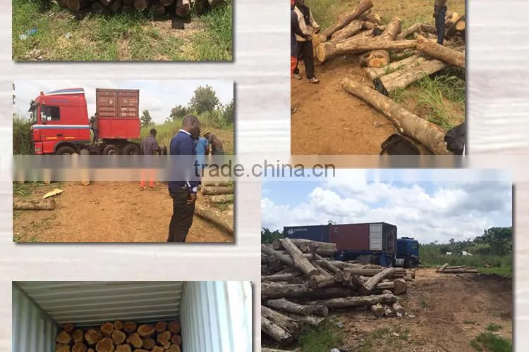 Teak logs Grade A from West Africa Ghana monthly 8FCL supply (skype: ste.nanking)