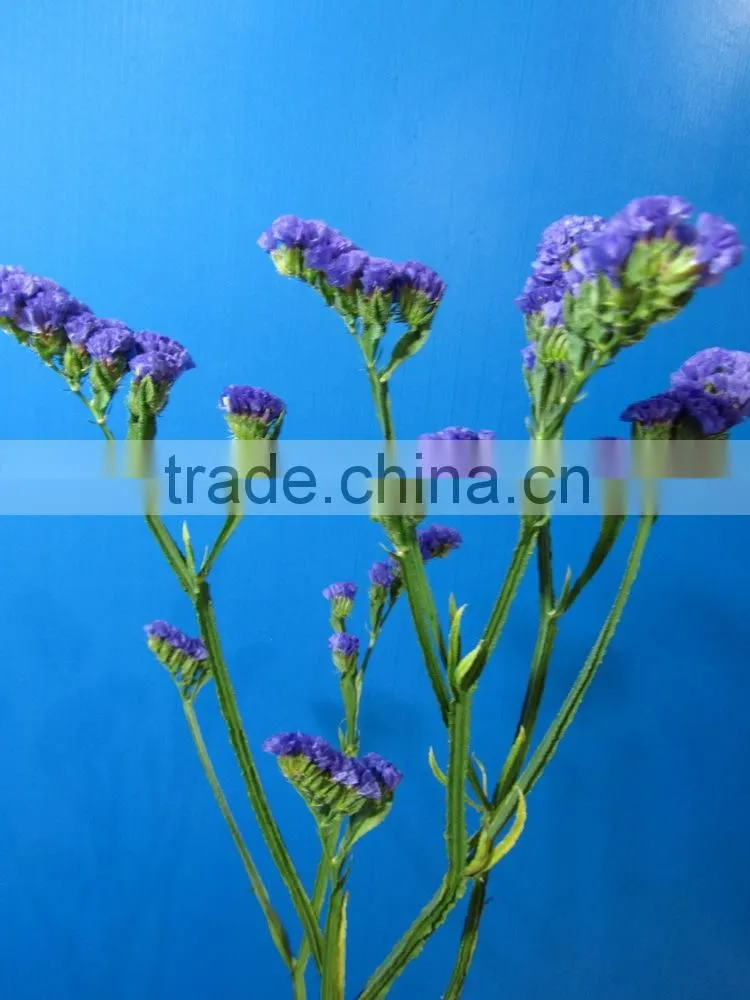 Pure and mild flavor best selling beautiful myosotis fresh flower for decoration