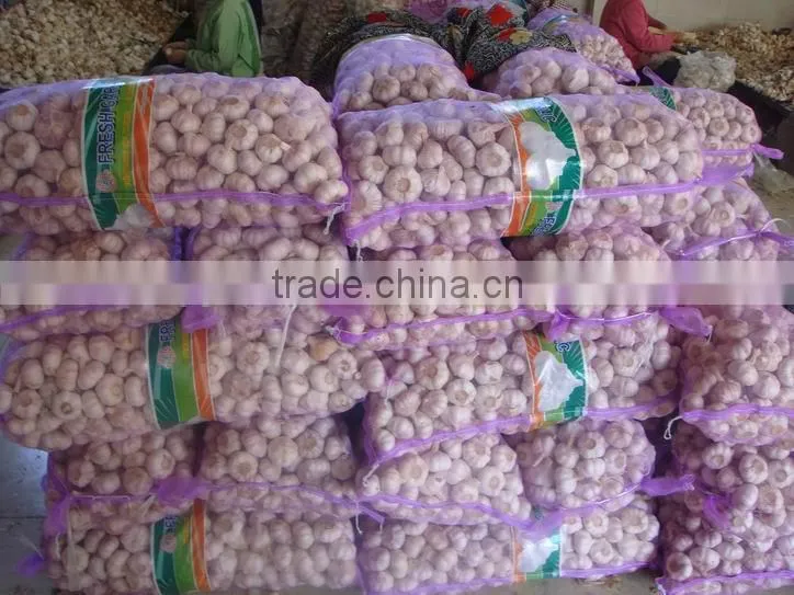 bulk garlic for sale