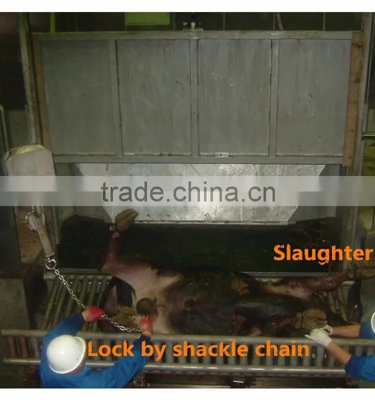 Ritual slaughter Livestock cattle restraint device to process meat