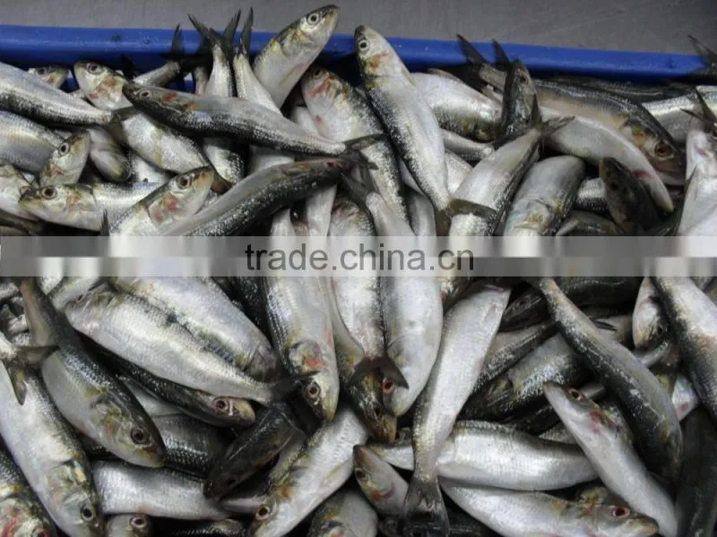 FROZEN SARDINE WHOLE ROUND