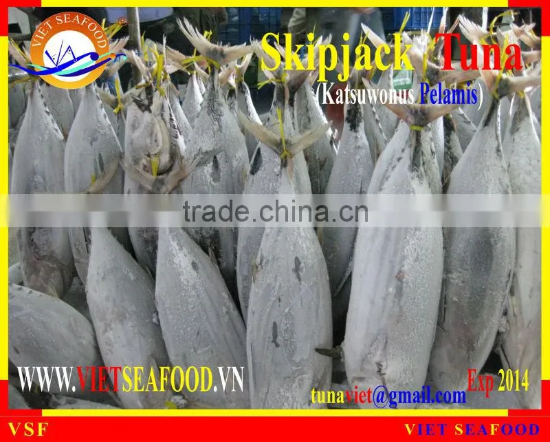 FROZEN W/R SKIPJACK TUNA