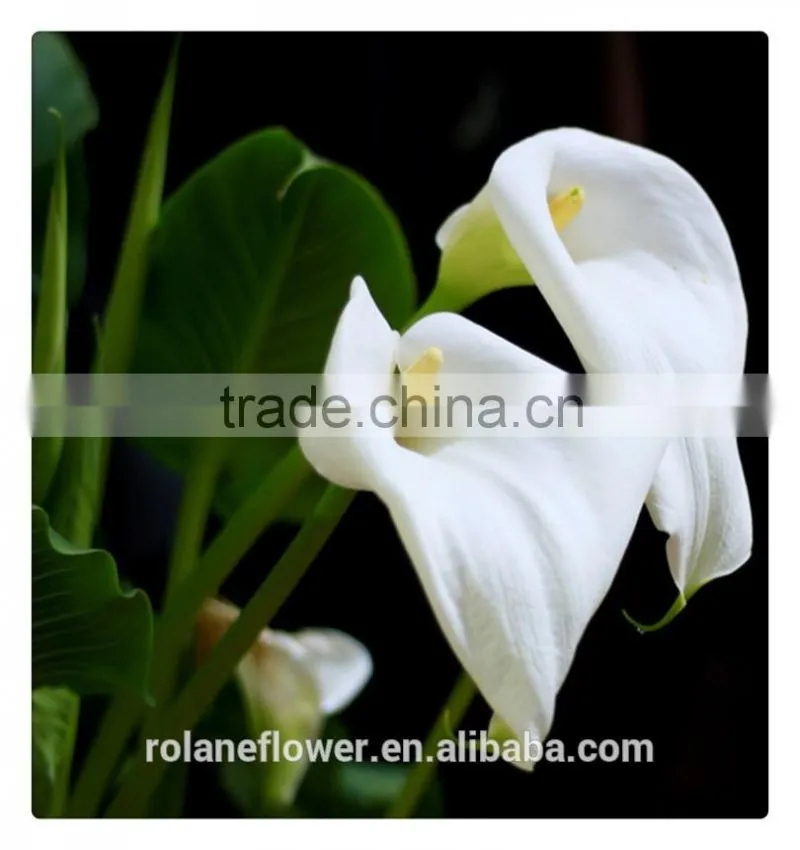 2016 the new coming fresh cut white calla lily to delivery across the world