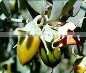 100% PURE & NATURAL JOJOBA CARRIER OIL FOR ACNE
