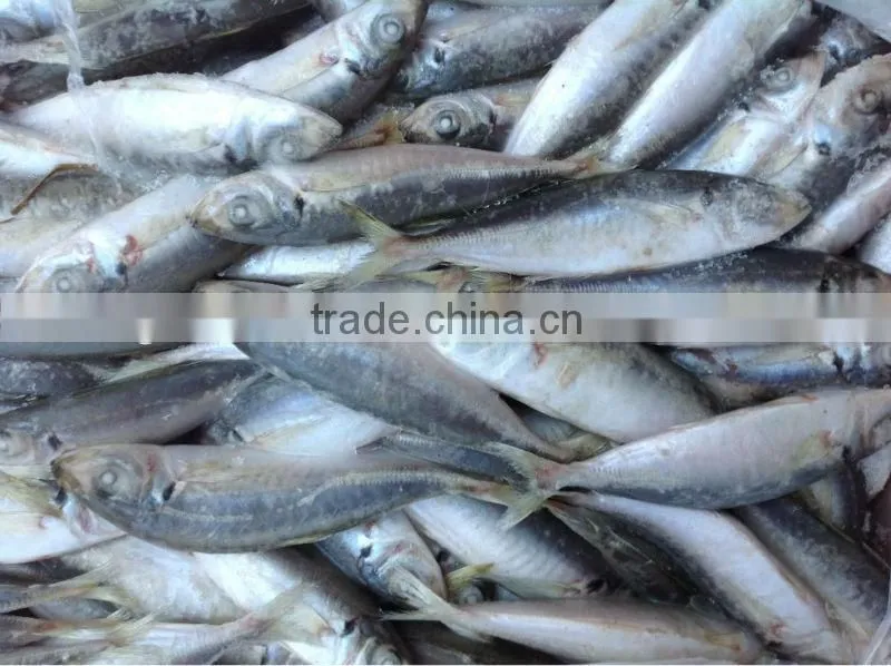 High quality frozen round scad(Decapterus Maruadsi).