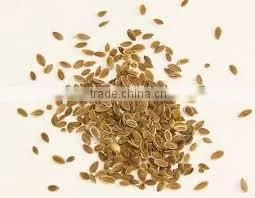 High Quality Dill Seeds