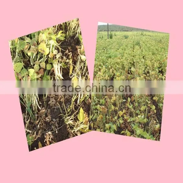 Chinese Wholesale Dried Style Roasted Buckwheat Kernel
