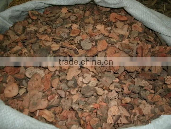 jin qiao mai root of buckwheat rhizoma fagopyri dibotryis