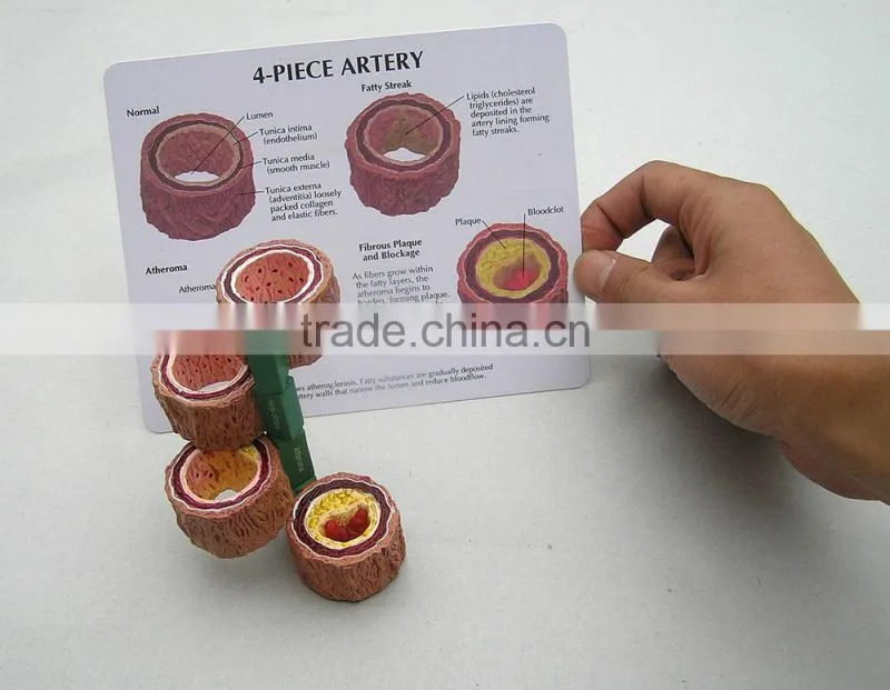 Anatomical Human Brain Model