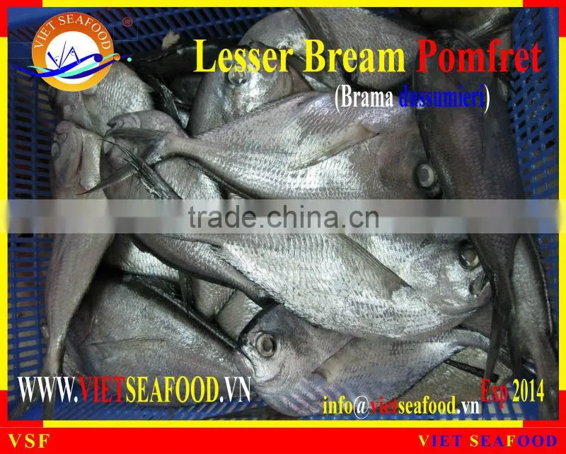 WHOLE ROUND FROZEN LESSER BREAM POMFRET
