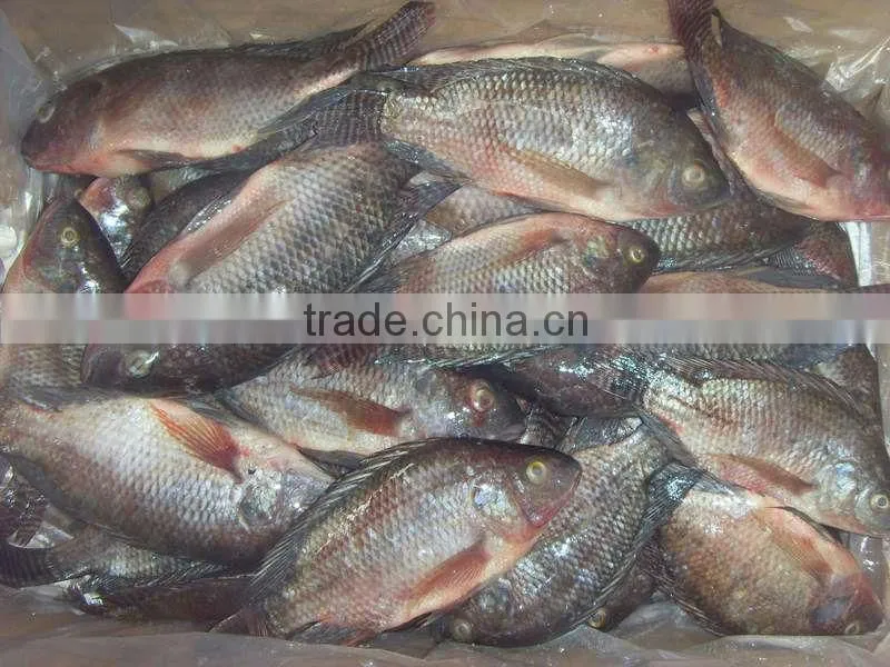 High Quality Fish Headless Clean Whole Frozen Tilapia fish