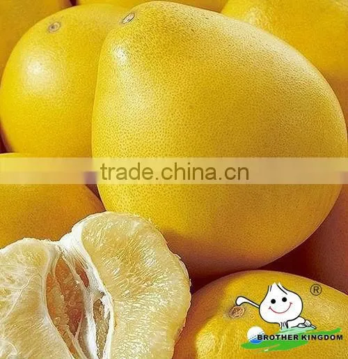 Golden honey pomelo