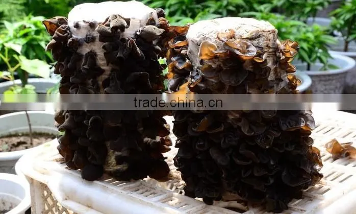 Dry Black Fungus Mushroom