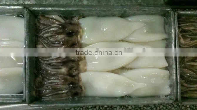 Frozen Squid Tentacle and Tube