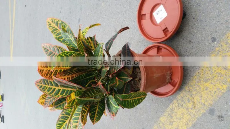 China supplier sell well garden used removable plastic plant tray with wheels
