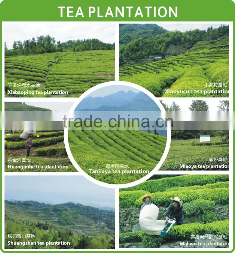 green pills vietnam vietnam oolong vietnam green japanese green tea