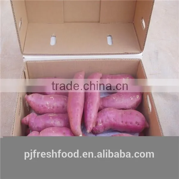 Fresh Sweet purple Potato/red skin potato