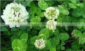2014 GMP Qingdao BNP Sel l Top High Quality Red Clover P.E.--red clover extract powder