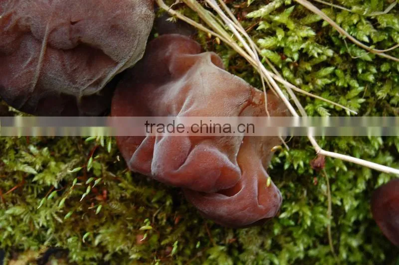 dried black fungus