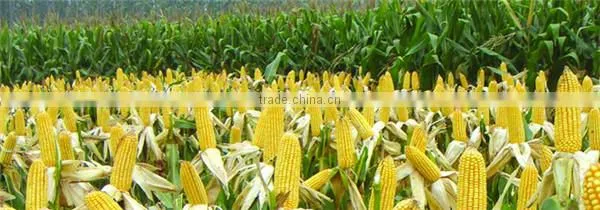 ash grain auger screw conveyor manufacturer