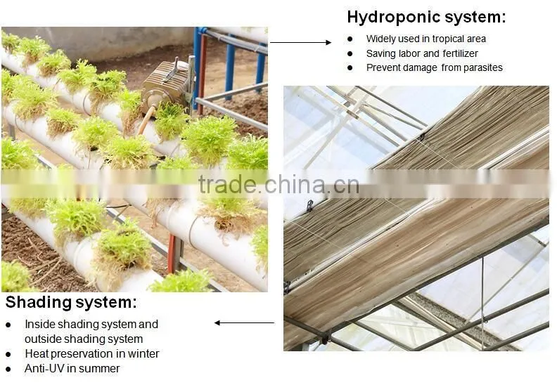Multi-Span Agricultural Greenhouses Type and PC Sheet Cover Material Commercial Greenhouses