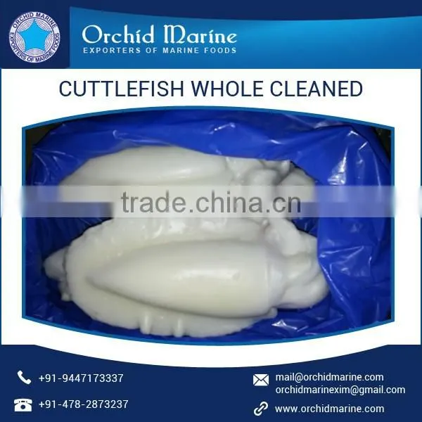 Individually Quick Frozen Cuttlefish Whole Cleaned