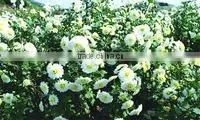 Chrysanthemum tea, Mount Huang chrysanthemum