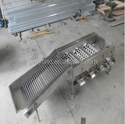 Shanghai Date Olive Size Grading Machine for Fruit & Vegetable Processing