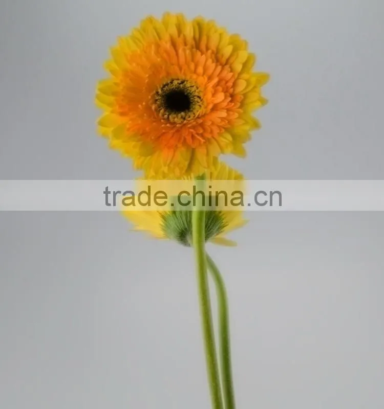 Quality Champagne fresh gerbera plants