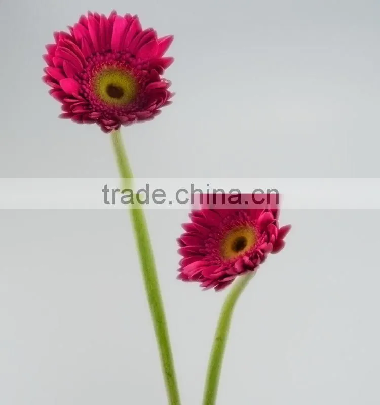 Fresh cut Purple Petal flower gerbera original place